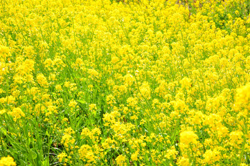 満開の菜の花　Rape blossoms in full bloom in spring