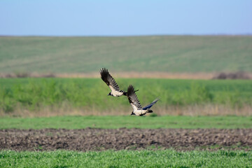 Two ravens fly over the field