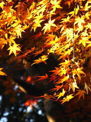 Autumn leaves of Japanese maple
日本のもみじの紅葉