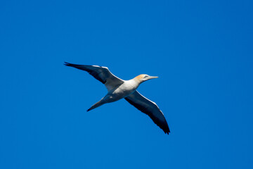 Australasian Gannet in New Zealand