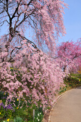 Fototapeta premium 船岡城址公園と満開の桜 Japanese spring beautiful cherry blossoms