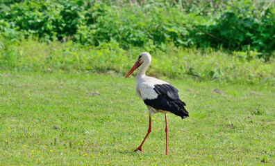 A stork walks and looks for food on the field