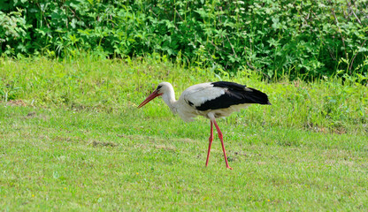 A stork walks and looks for food on the field
