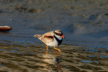 Black-fronted Dotterel in New Zealand