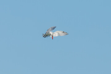Caspian Tern in New Zealand
