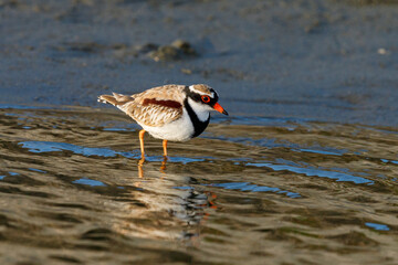 Black-fronted Dotterel in New Zealand