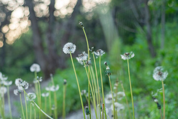 Background with wild forest dandelions in a deserted area