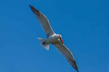 Caspian Tern in New Zealand