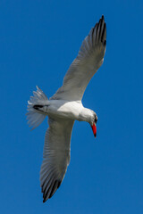 Caspian Tern in New Zealand