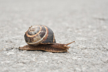 Big snail in shell crawling on road. Burgundy snail Helix pomatia , Burgundy edible snail or escargot