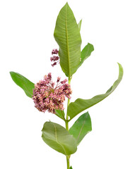 Asclepias syriaca, commonly called common milkweed, butterfly flower, silkweed, silky swallow-wort. Isolated on white