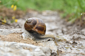 Big snail in shell crawling wet country road. Burgundy snail Helix pomatia , Burgundy edible snail or escargot