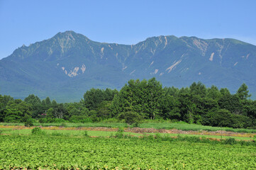 八ヶ岳の高原キャベツ畑　Natural plateau landscape in Japan