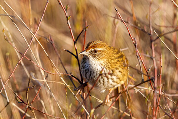North Island Fernbird - endemic to New Zealand