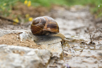 Big snail in shell crawling wet country road. Burgundy snail Helix pomatia , Burgundy edible snail or escargot