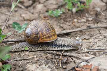 Big snail in shell crawling wet country road. Burgundy snail Helix pomatia , Burgundy edible snail or escargot
