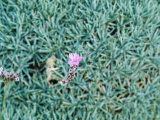 Acantholimon ulicinum, couvre-sol à floraison étoilée rose, blanche ou mauve en court épis au...