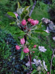 Flowering plum in spring