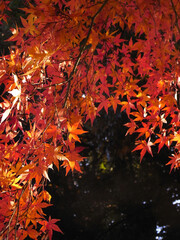 Autumn leaves of Japanese maple
日本のもみじの紅葉