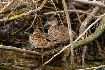 Grey Teal duck found across Australasia