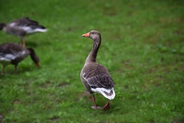 A wild grey goose in a public park