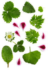 The leaves and flower of a strawberry isolated on a white background