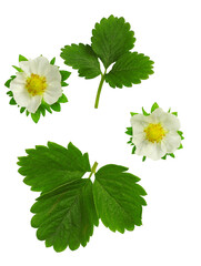 The flowers and leaves of strawberries isolated on white background