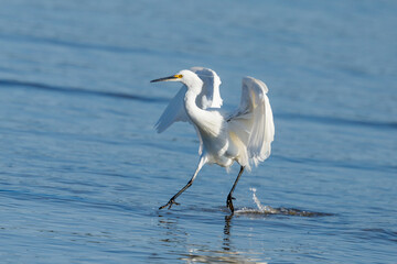 Little Egret in New Zealand
