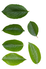 Fototapeta na wymiar Cherry leaves isolated on white background