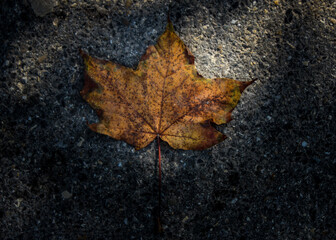 Maple leaf fallen on the road.
