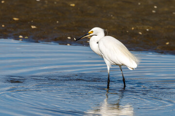 Little Egret in New Zealand