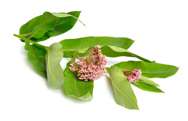 Asclepias syriaca, commonly called common milkweed, butterfly flower, silkweed, silky swallow-wort. Isolated on white
