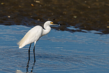 Little Egret in New Zealand