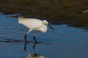 Little Egret in New Zealand