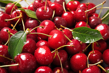 Sweet cherry on a black background with leaves and drops of water. View from above