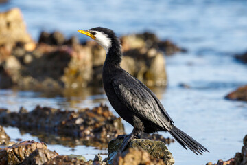 Obraz premium Little Shag / Little Pied Cormorant in New Zealand