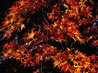 Autumn leaves of Japanese maple
日本のもみじの紅葉