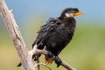 Little Shag / Little Pied Cormorant in New Zealand