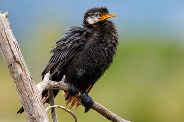 Little Shag / Little Pied Cormorant in New Zealand