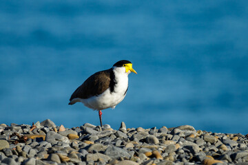 Masked Lapwing / Spur-winged Plover in New Zealand