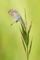 butterfly on a green leaf