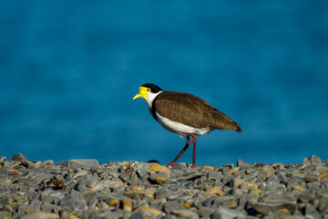 Masked Lapwing / Spur-winged Plover in New Zealand