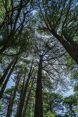 The Cedars of God, located in the Kadisha Valley of Bsharri (Bcharre), Lebanon. UNESCO World Heritage site 