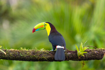 Fischertukan (Ramphastos sulfuratus) in Costa Rica