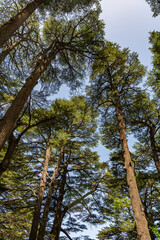 Fototapeta premium The Cedars of God, located in the Kadisha Valley of Bsharri (Bcharre), Lebanon. UNESCO World Heritage site 