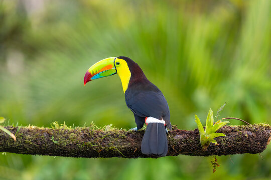 Fischertukan (Ramphastos sulfuratus) in Costa Rica