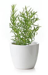 rosemary plant in flower pot