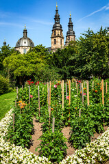 Fototapeta na wymiar In the cathedral city of Fulda, Germany, a wonderful dahlia garden is hidden behind old walls. The “Queen of Autumn” rules the entire area near the cathedral.