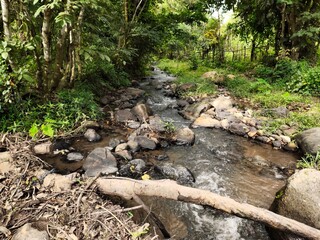 stream in the forest