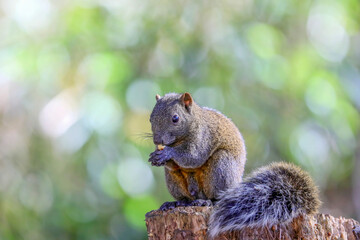 お立ち台のタイワンリス